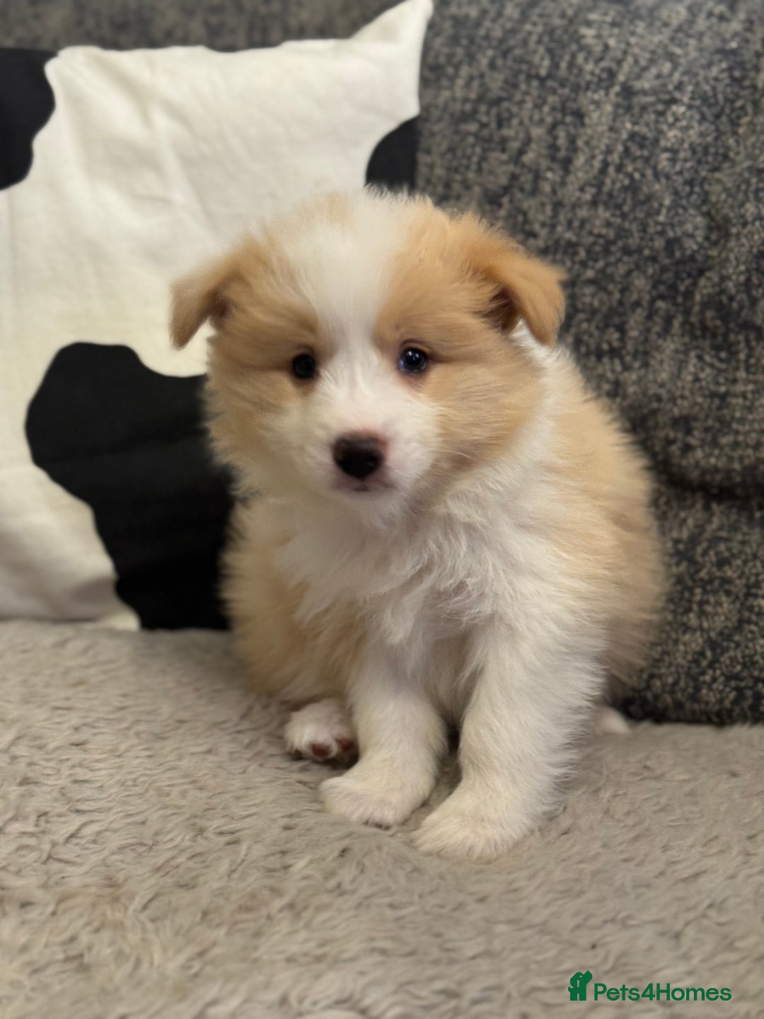 Border Collie dogs for sale: Pure Bred Border Collie Puppies For Sale - Advert 38