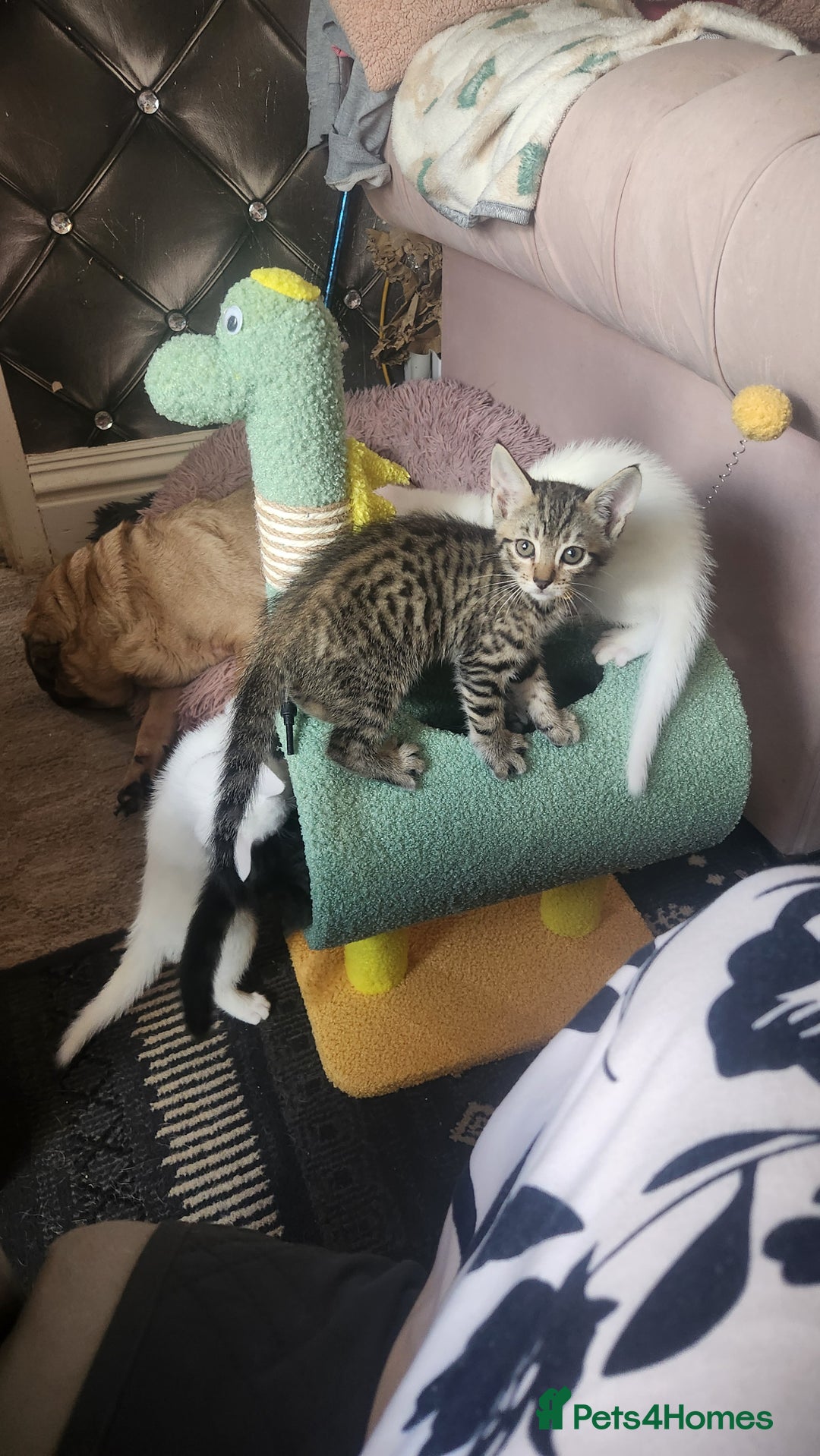 Turkish Angora cats for sale: Turkish angora cross Bengal  - Image 4