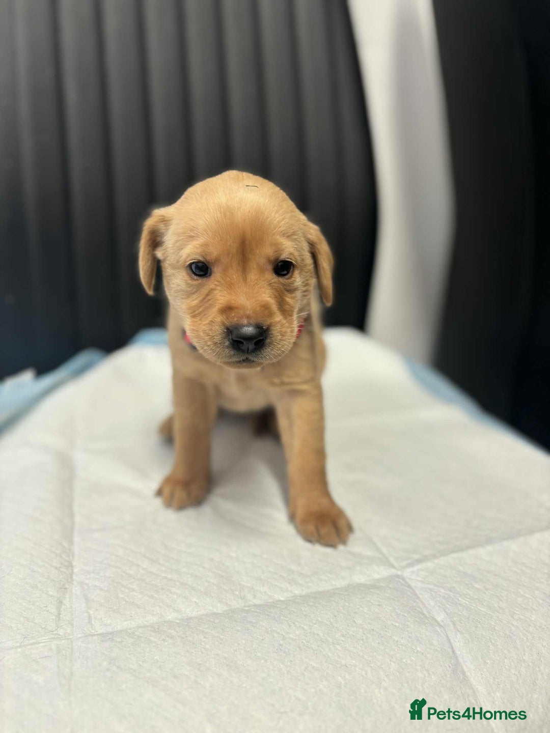 Labrador Retriever dogs for sale: Adorable KC registered fox red and black labs  - Image 15