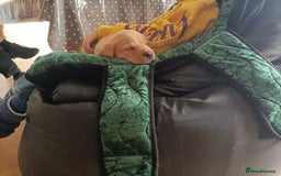 Labrador Retriever dogs for sale: Gorgeous red  Labrador puppies  - Advert 2