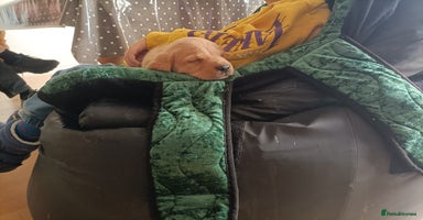 Labrador Retriever dogs Gorgeous red  Labrador puppies  - Advert 10