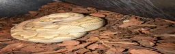 Python Snake reptiles for sale: Royal python snake  - Advert 1