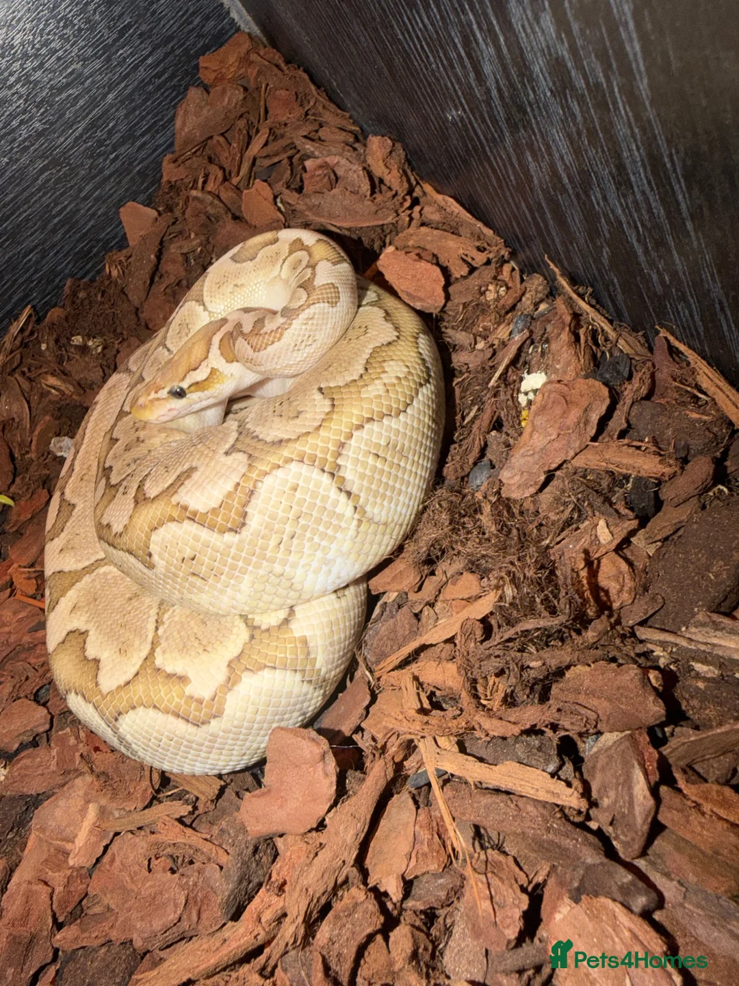 Python Snake reptiles for sale: Royal python snake  - Advert 1