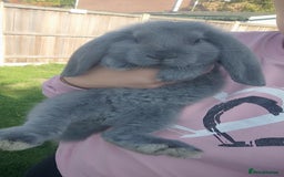 French Lop rabbits for sale: Beautiful french lop boy - Image 2