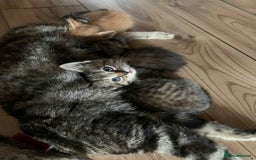 Mixed Breed cats for sale: 6 beautiful kittens  - Image 7