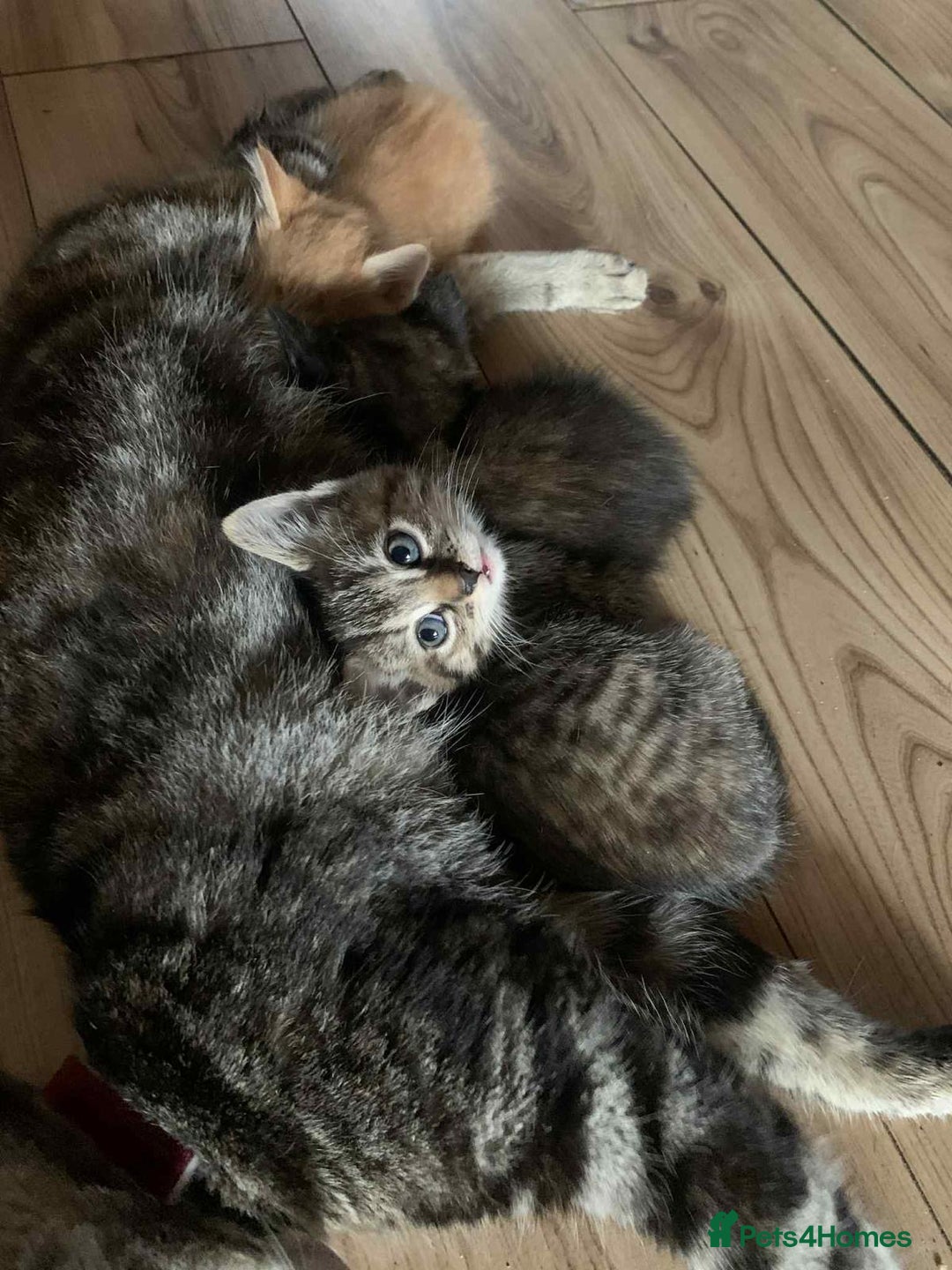 Mixed Breed cats for sale: 6 beautiful kittens  - Image 7