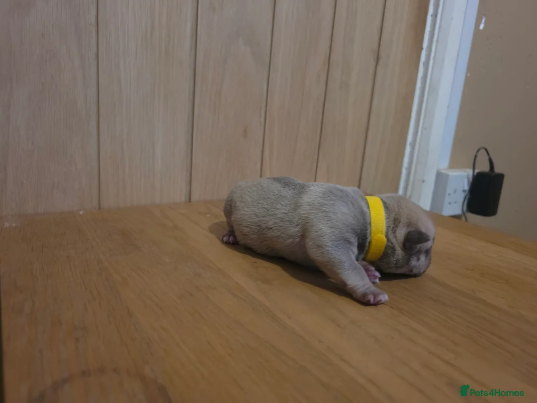 American Bully dogs for stud: Grey and black merle pocket bully - Advert 10