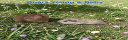 Guinea Pig rodents for sale: Bonded Pairs Of Baby Boars Lots Available Tweeds - Advert 5