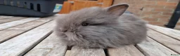 Lionhead rabbits for sale: Purebred Lionheads for sale - Advert 6