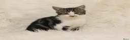 Mixed Breed cats for sale: Lovable little Moggy - Advert 2