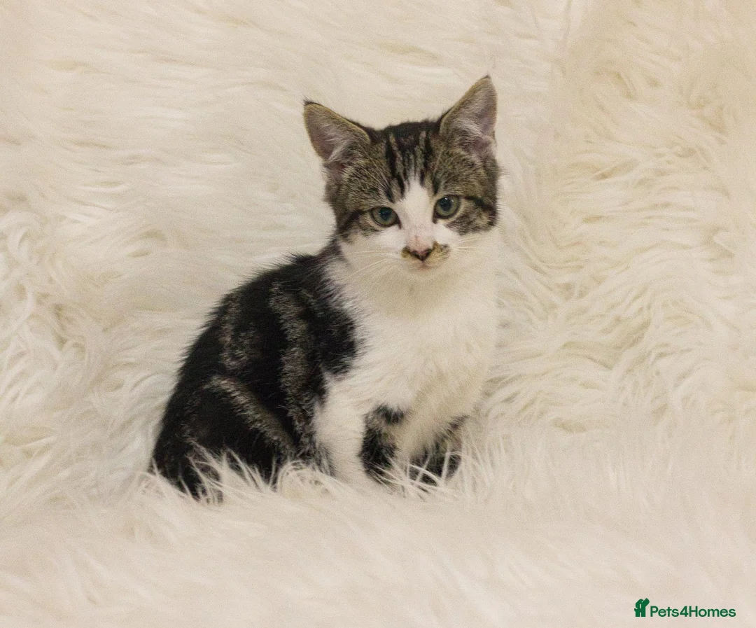 Mixed Breed cats for sale: Lovable little Moggy - Advert 2