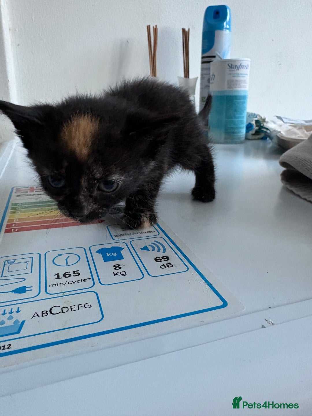 Mixed Breed cats for sale: 5 kittens for sale - Image 11