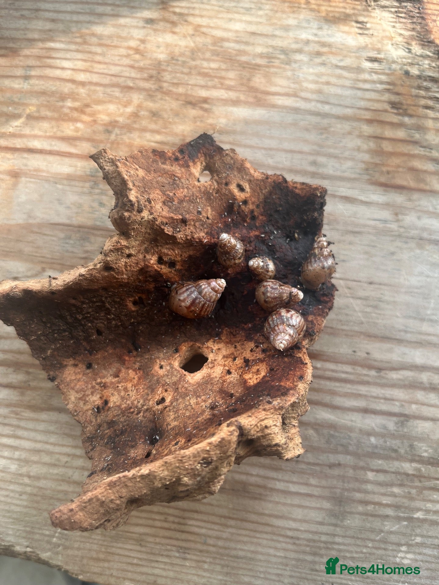 Snails invertebrates for sale: Giant African Land Snail Babies - Advert 1