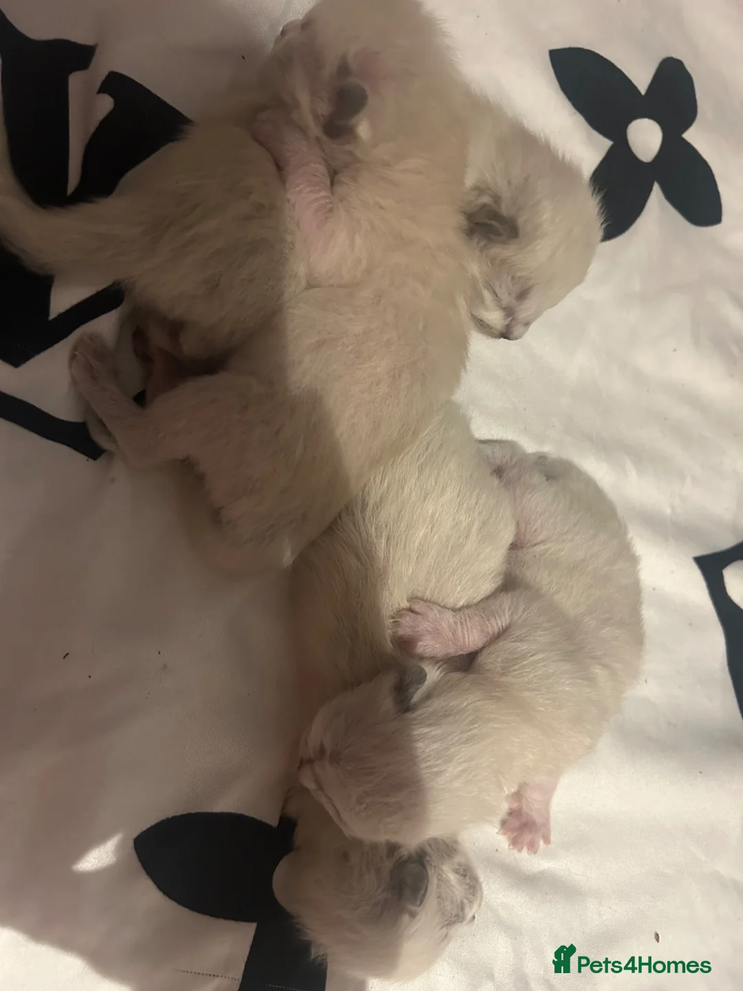 Ragdoll cats for sale: Ragdoll kittens  - Advert 1