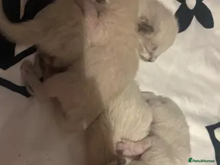 Ragdoll cats Ragdoll kittens - Advert 2