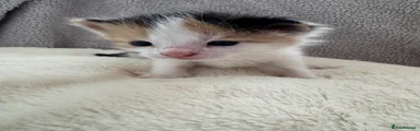 British Longhair Kitten 3