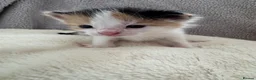 British Longhair cats for sale: Kittens  in Haltwhistle - Advert 2