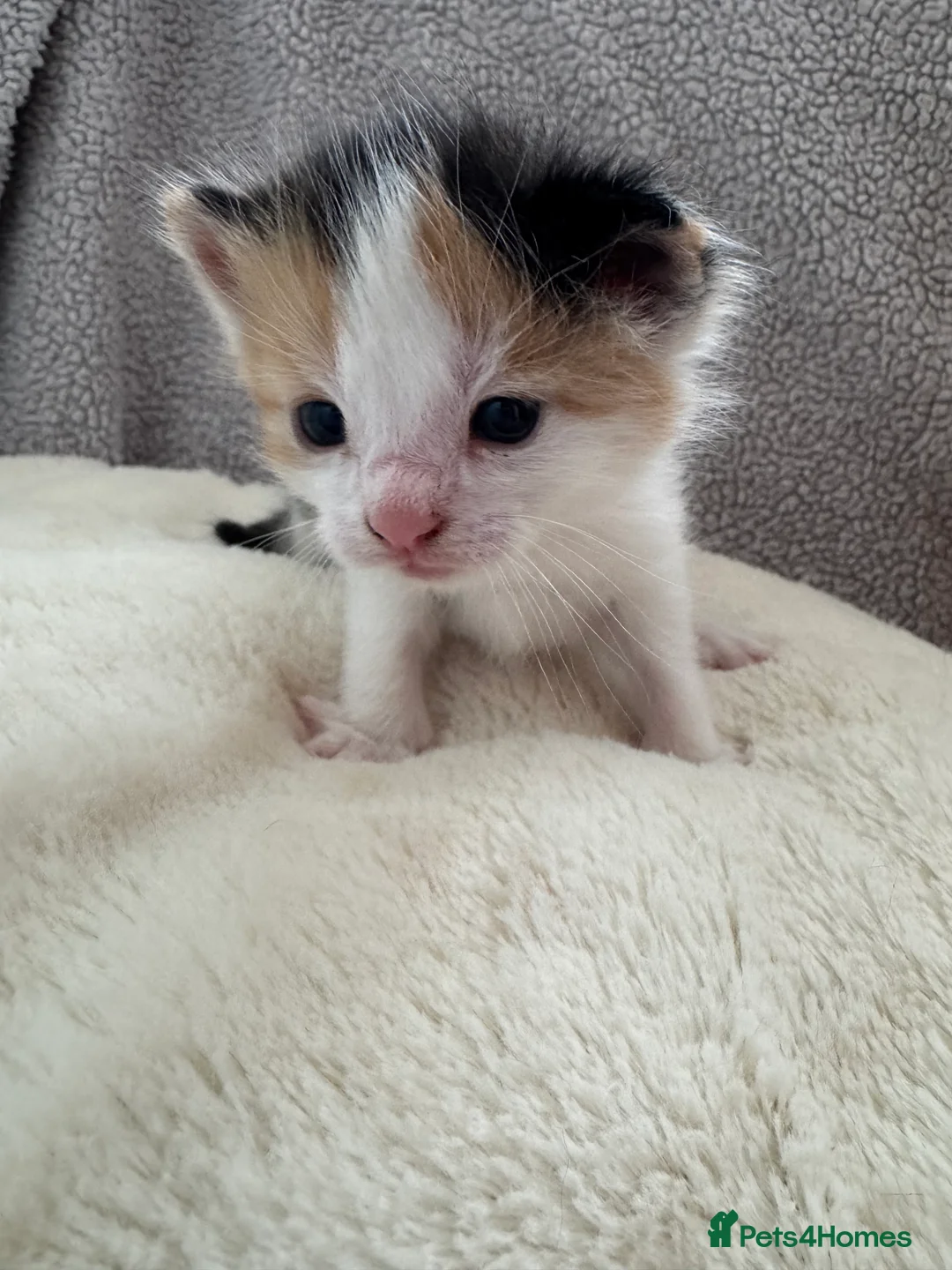 British Longhair cats for sale: Kittens  in Haltwhistle - Advert 2