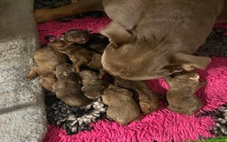 Olde English Bulldogge dogs for sale: Genetic Clear, Hip & Elbow Graded Breeding - Image 3