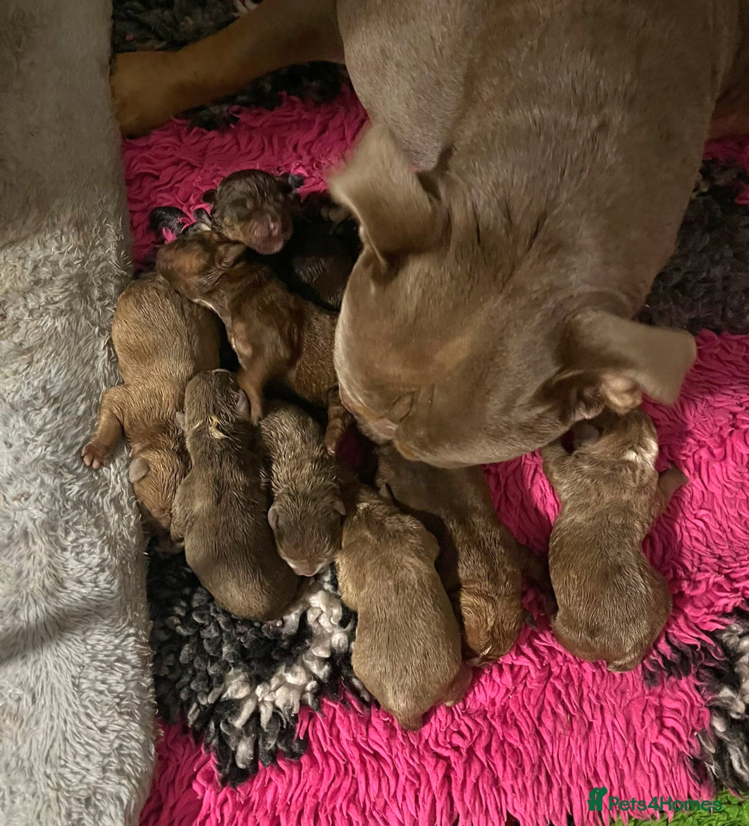Olde English Bulldogge dogs for sale: Genetic Clear, Hip & Elbow Graded Breeding - Image 3