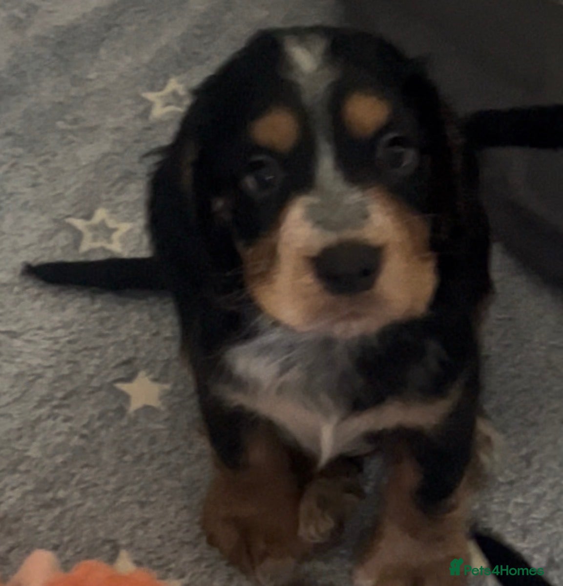 Cocker Spaniel dogs Stunning colours Cocker spaniel Puppies 🐶🐶🩷💙 - Advert 2