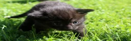 British Shorthair cats for sale: 2 British shorthair kittens for sale, 1 month old in Barnard Castle - Advert 5