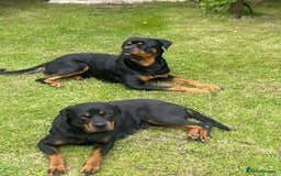 Rottweiler dogs for sale: Pure rottweiler  - Image 15