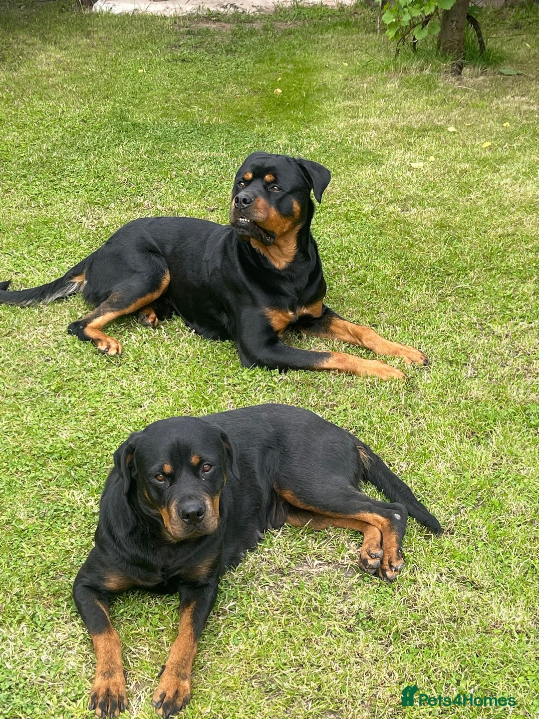Rottweiler dogs for sale: Pure rottweiler  - Image 15