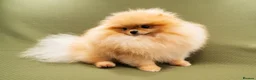Pomeranian dogs for stud: Kc bright orange Pomeranian stud 1.9kg tv star in Lingfield - Advert 4