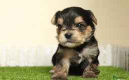Yorkshire Terrier dogs for sale: Gorgeous Yorkshire puppies  - Image 13