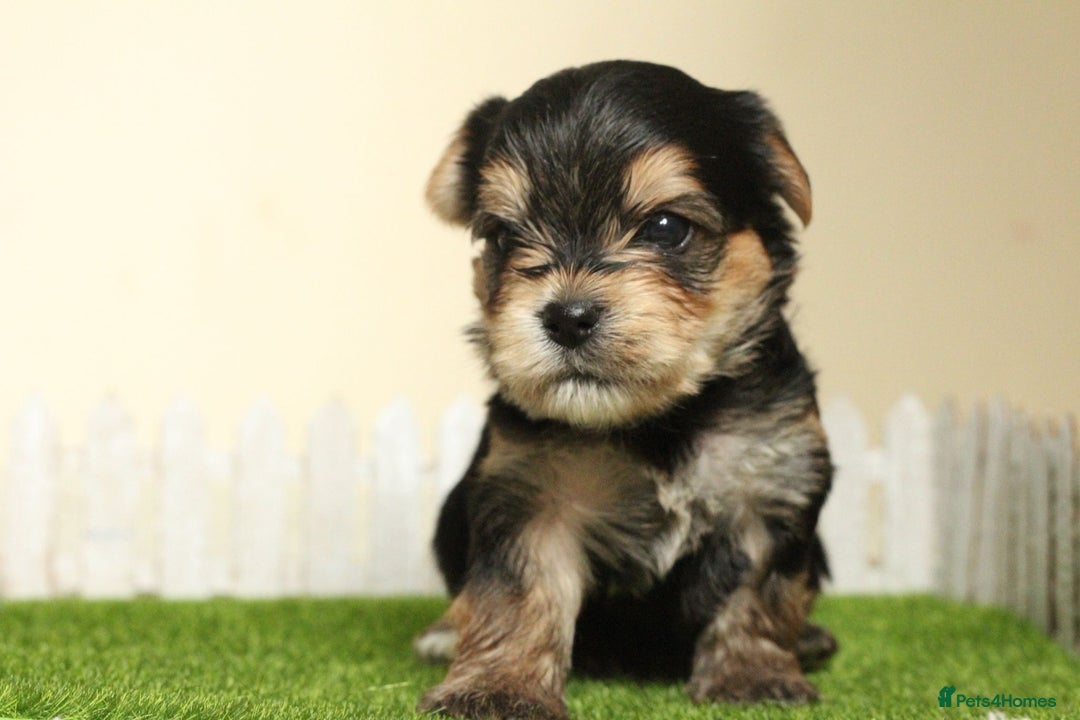Yorkshire Terrier dogs for sale: Gorgeous Yorkshire puppies  - Image 13