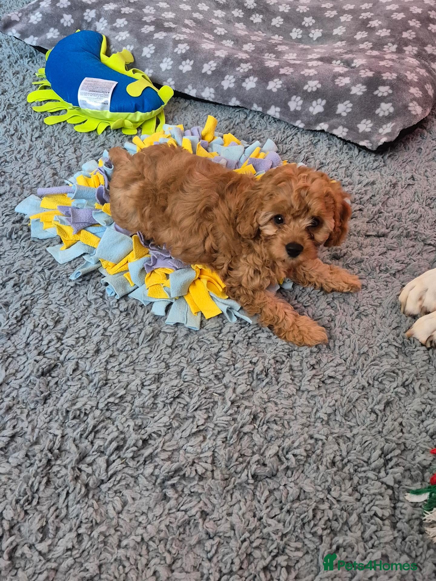 Cavapoo dogs Amazing Miniature cavapoo f1b puppies - Advert 1