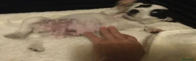 Mixed Breed 4