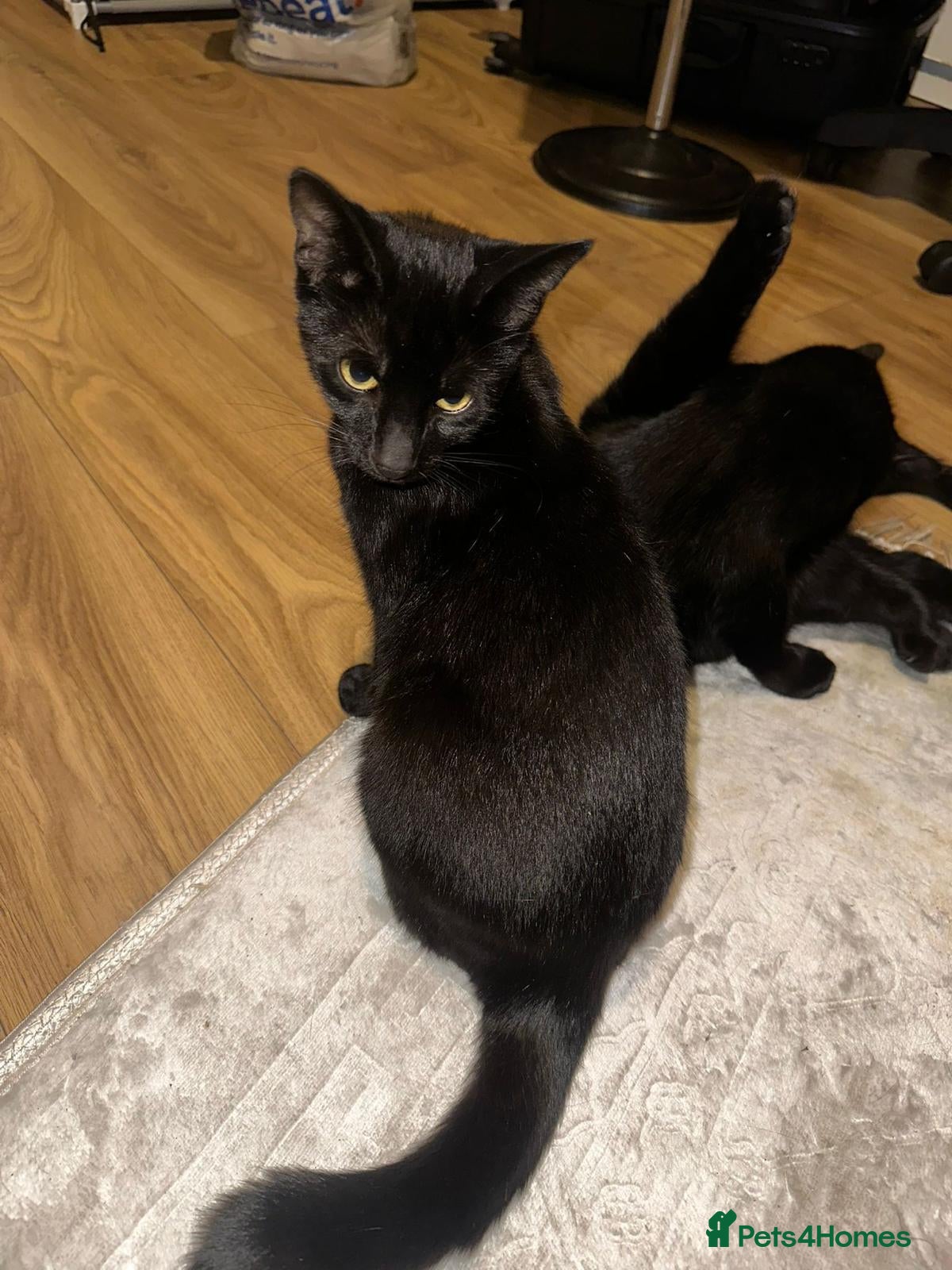 Mixed Breed cats Friendly Shady is looking for a home - Advert 1