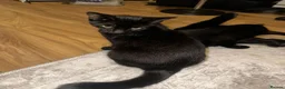 Mixed Breed cats for adoption: Friendly Shady is looking for a home in Hook - Advert 1