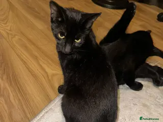Mixed Breed cats Friendly Shady is looking for a home - Advert 2