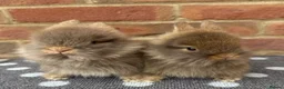 Mini Lion Lop rabbits for sale: 4 mini lion lops and a lionhead  in Reading - Advert 5