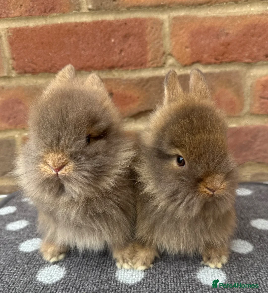Mini Lion Lop rabbits for sale: 4 mini lion lops and a lionhead  in Reading - Advert 5