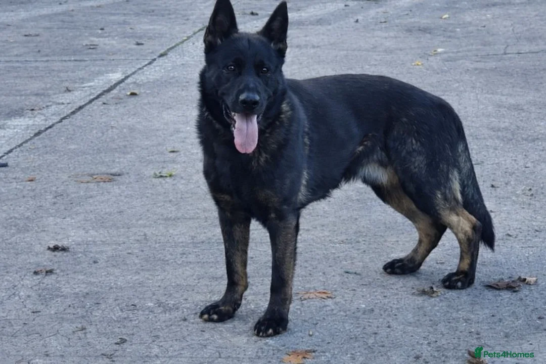 German Shepherd dogs for sale: Quality litter GSD @icepack kennels  - Advert 9