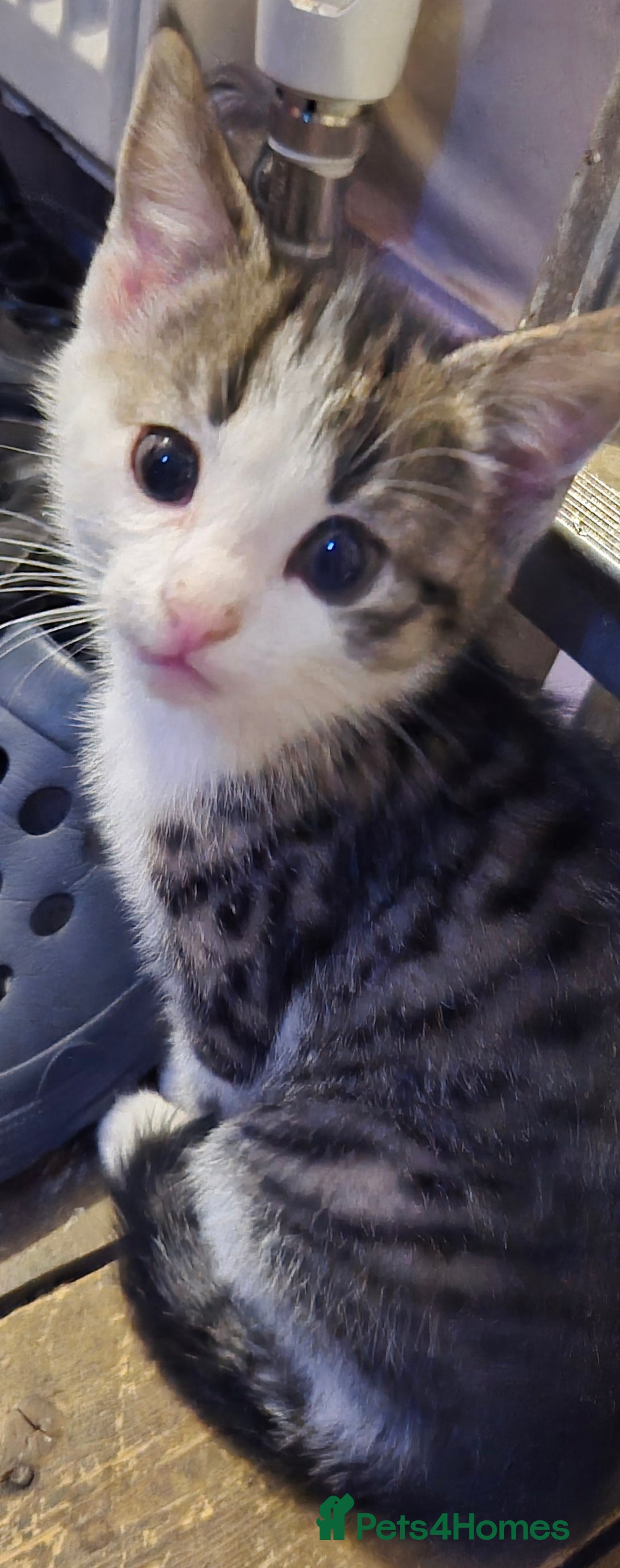 Mixed Breed cats for sale: 4 kittens for sale - Advert 2