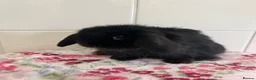 Mini Lop rabbits for sale: Beautiful mini lops ready on 22 nd September  - Advert 7