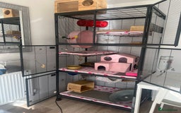 Chinchilla rodents for sale: 2 Female Chinchillas and Full set up!  - Image 2
