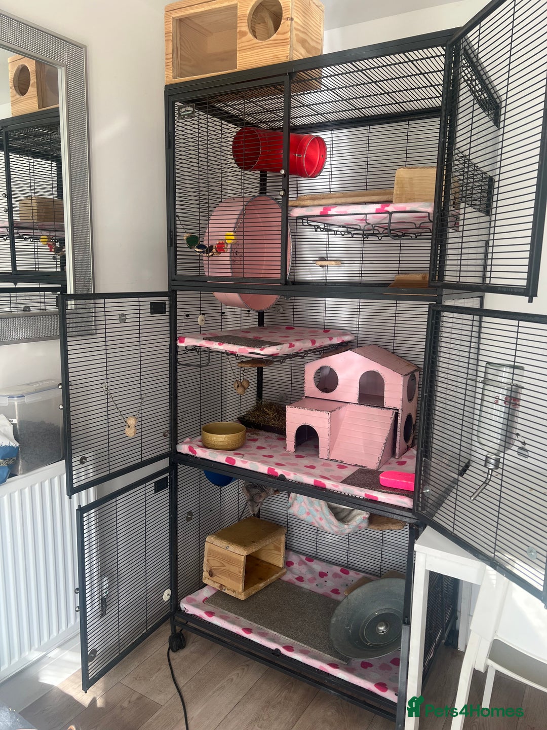 Chinchilla rodents for sale: 2 Female Chinchillas and Full set up!  - Image 2