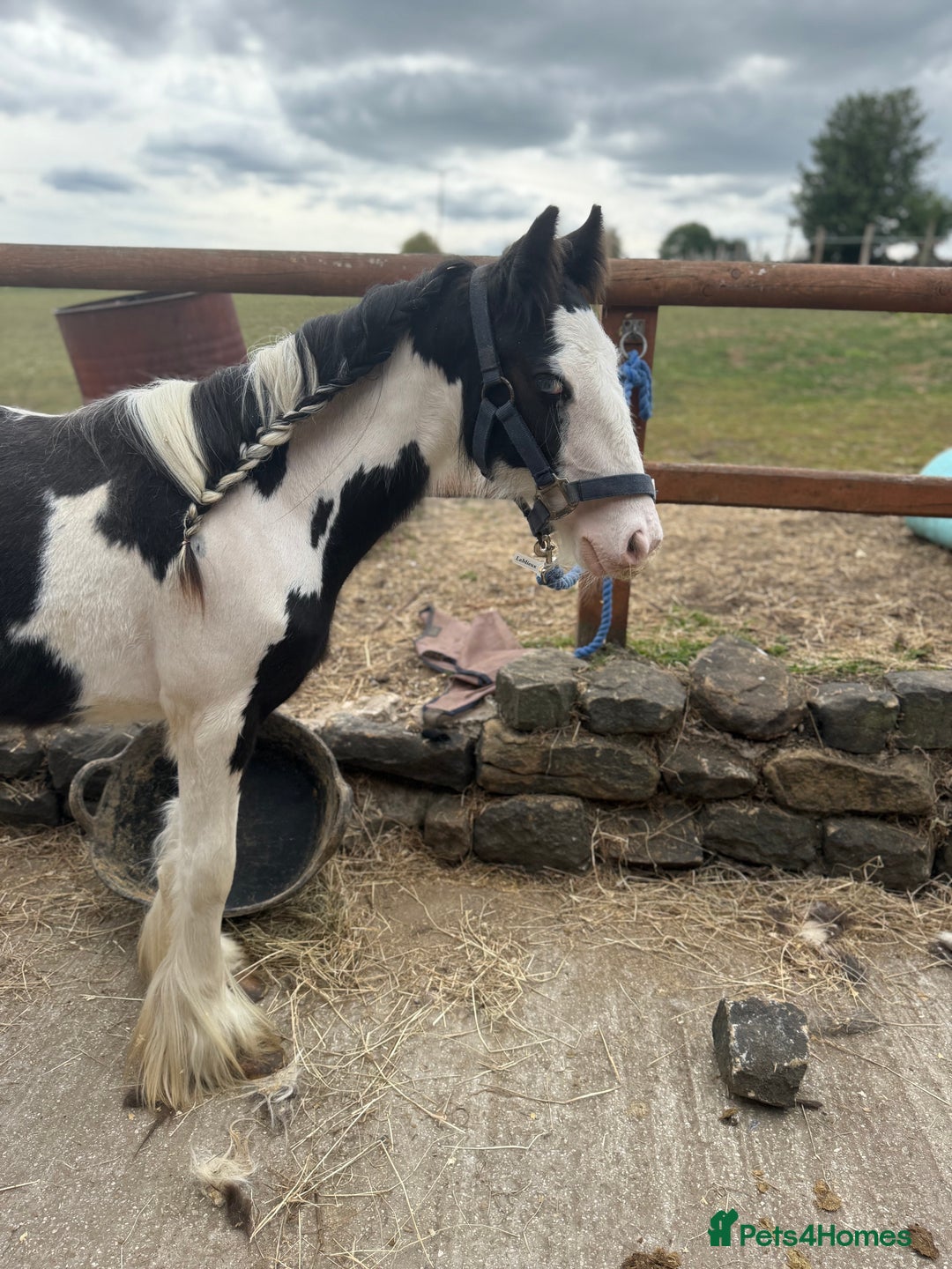 Irish Cob horses for sale: beautiful bingo 😍 - Image 15