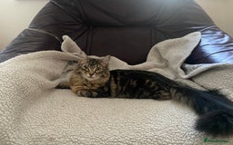 Maine Coon cats for sale: Princess looking for her forever home.  - Image 1