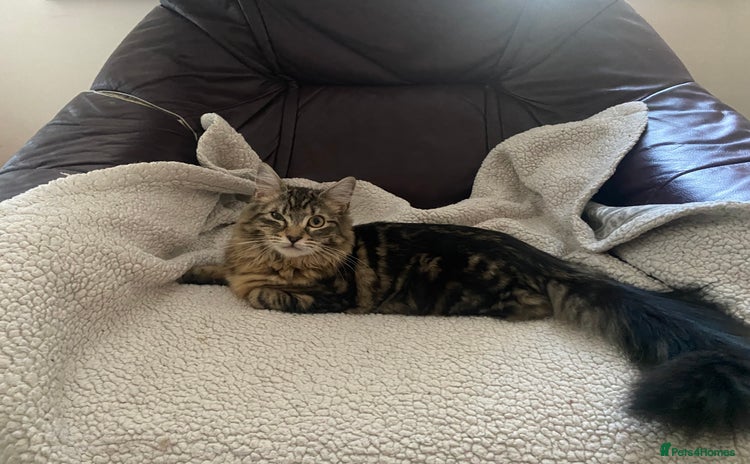 Maine Coon cats - Advert 11