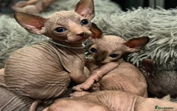 Sphynx cats for sale: Exquisite Sphynx Kittens - Image 12