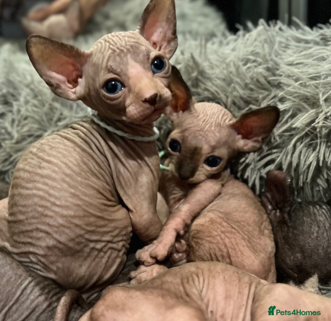 Sphynx cats for sale: Exquisite Sphynx Kittens - Image 12