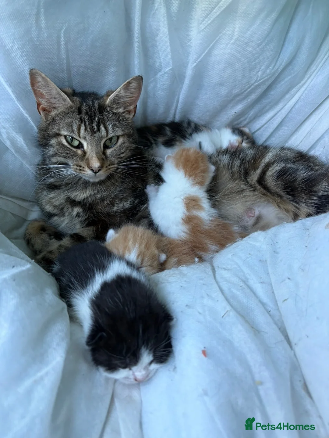 British Shorthair cats for sale:  5/2 month old British Shorthair  - Advert 1