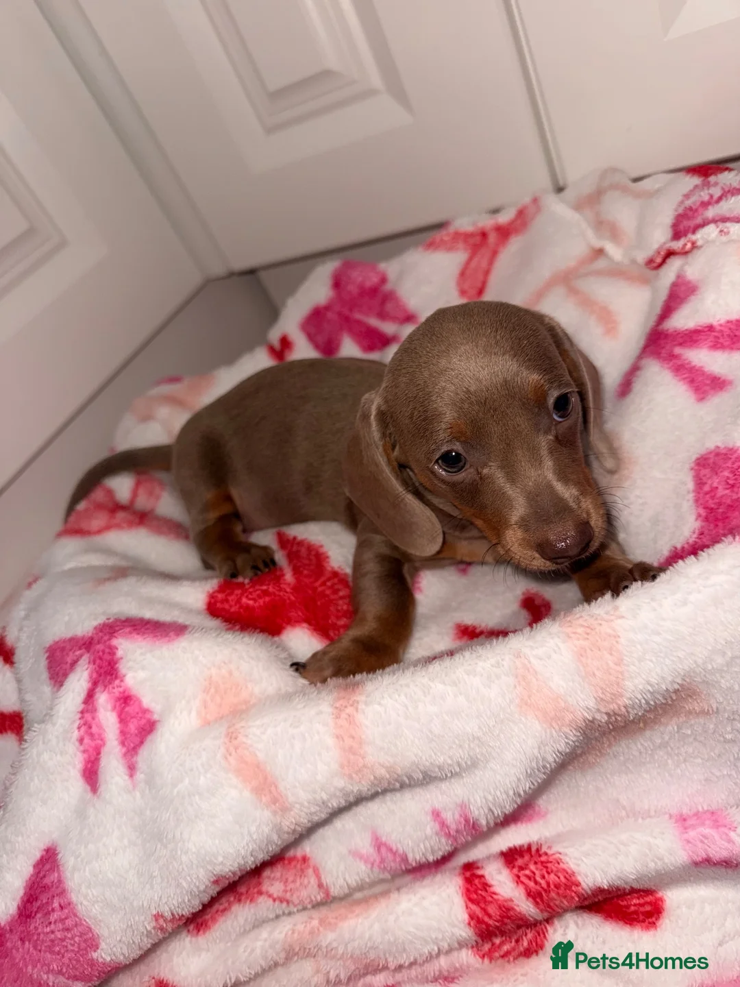 Dachshund dogs for sale: 7 Dachshund Puppies Ready for Their Forever Homes - Advert 2